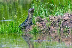 Water Monitor [Varanus salvator macromaculatus]