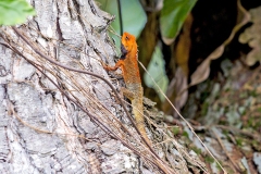 Oriental Garden Lizard [Calotes versicolor]