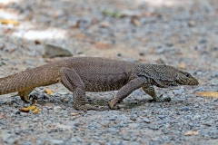 Clouded Monitor [Varanus nebulosus]