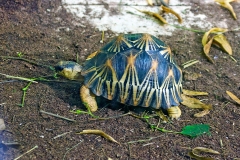 Radiated Tortoise [Astrochelys radiata]