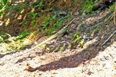 Common Basilisk [Basiliscus basiliscus]