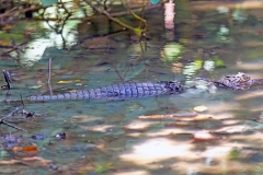 REPTILES, AMPHIBIANS, FISH, JELLYFISH & MOLLUSCS