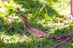 Common Basilisk [Basiliscus basiliscus]