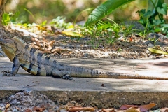 Black Spiny-tailed Iguana [Ctenosaura similis]