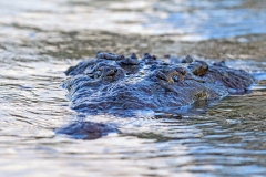 American Crocodile [Crocodylus acutus]
