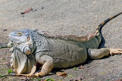 Green Iguana [Iguana iguana]