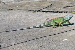 Green Iguana [Iguana iguana]