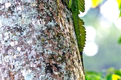 Plumed Basilisk [Basiliscus plumifrons]