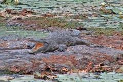 Nile Crocodile [Crocodylus niloticus]