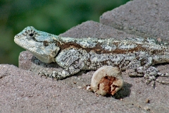 Southern Tree Agama [Acanthocercus atricollis]