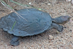 Serrated Hinged Terrapin [Pelusios sinuatus]