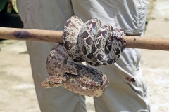 Amazon Tree Boa [Corallus hortulana]