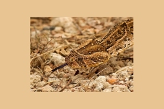 Puff Adder [Bitis arietans]