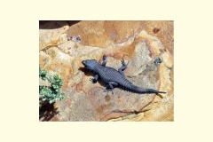 Black Girdled Lizard [Cordylus niger]