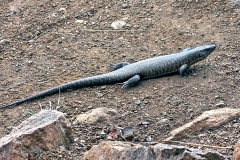 Rough-scaled Plated Lizard [Broadleysaurus major]