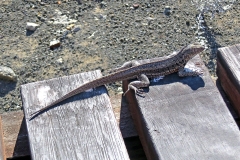 Santiago Lava Lizard [Microlophus jacobii]