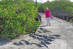 Marine Iguana [Amblyrhynchus cristatus hassi]