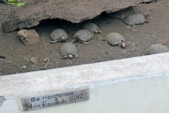 Galapagos Giant Tortoise [Chelonoidis nigra hoodensis]