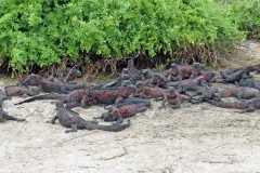 Marine Iguana [Amblyrhynchus cristatus venustissimus]