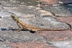 Peter's Rock Agama [Agama picticauda?]