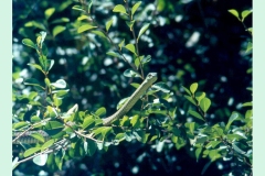 Boomslang [Dispholidus typus]