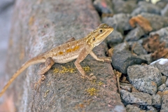 Peter's Rock Agama [Agama picticauda]