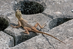 Peter's Rock Agama [Agama picticauda]