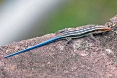 Rainbow Skink [Trachylepis margaritifera]