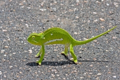 Flap-necked Chameleon [Chamaeleo dilepsis]