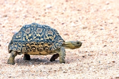Leopard Tortoise [Stigmochelys pardalis]