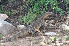 Rock Monitor [Varanus albigularis albigularis]