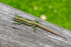 Jackson’s Forest Lizard [Adolfus jacksoni]