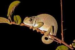 Flap-necked Chameleon [Chamaeleo dilepsis]