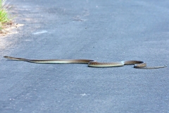 Black Mamba [Dendroaspis polylepis] 