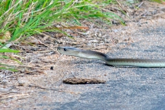 Black Mamba [Dendroaspis polylepis] 