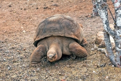 Galápagos Giant Tortoise [Chelonoidis nigra chathamensis]