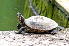 Pond Slider [Trachemys scripta elegans]