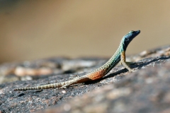 Augrabies Flat Lizard [Platysaurus broadleyi]