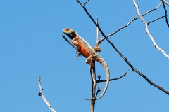 Ground Agama [Agama aculeata aculeata]