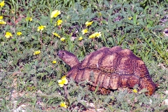 Leopard Tortoise [Stigmochelys pardalis]