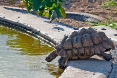 Leopard Tortoise [Stigmochelys pardalis]
