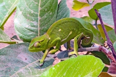 Flap-necked Chameleon [Chamaeleo dilepsis]
