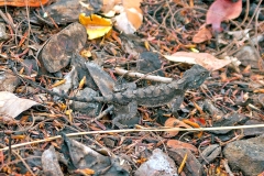 Tropical Spiny Agama [Agama armata]