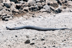 Rinkhals [Hemachatus haemachatus]