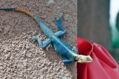 West African Rainbow Lizard [Agama africana]