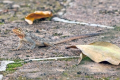 West African Rainbow Lizard [Agama africana]