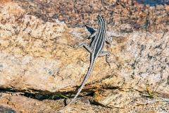 Augrabies Flat Lizard [Platysaurus broadleyi]