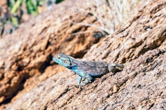 Southern Rock Agama [Agama atra]