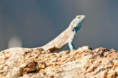 Southern Rock Agama [Agama atra]