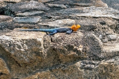 Kirk's Rock Agama [Agama kirkii]